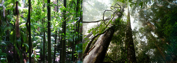 The lush rainforest; diverse, unpredictable, evolving, daunting, exciting.