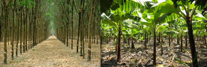 The mono-cultural world of a plantation. 