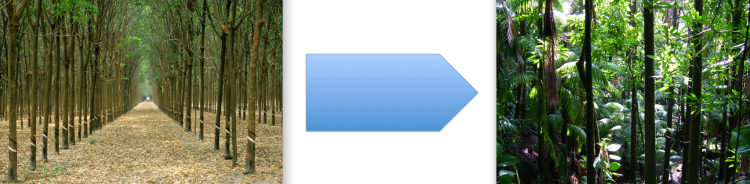 From Plantation Thinking to Rainforest Thinking: it's quite a journey