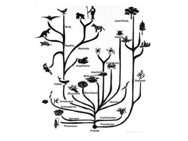My Evolution Assembly. And the Young Creationists.