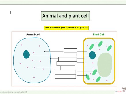 animal and plant cell