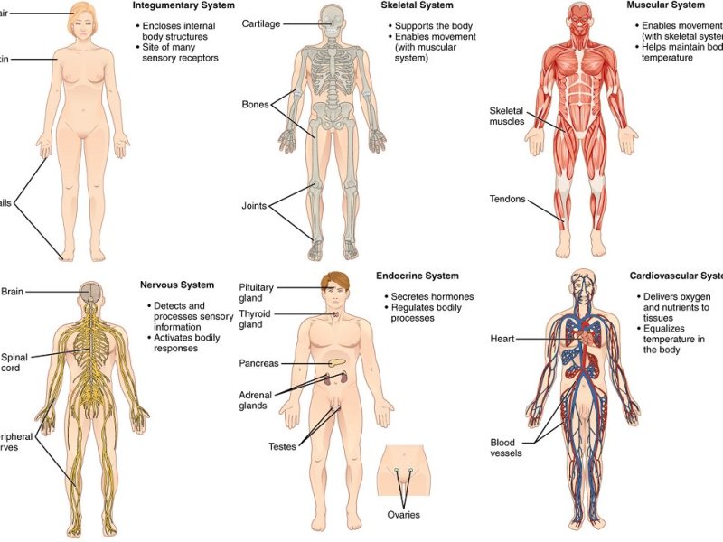 Curriculum Notes #2:  Big picture first: then zoom in.