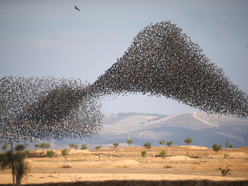 Curriculum Murmurations #2: Secondary Models Analysis. Compromises!!