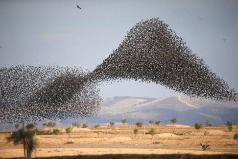 A murmuration of migrating starlings is seen across the sky near the village of Beit Kama